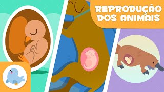 REPRODUÇÃO dos ANIMAIS 🐶🐦 SEXUADA E ASSEXUADA 🥚🤰🏻 OVÍPAROS VIVÍPAROS E OVOVÍPAROS [upl. by Cayla]