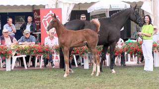 wwwreitschulesandbrinkde Floriscount  Metternich colt Lienen 2011 Dressage [upl. by Arat]