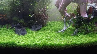 Planted Tank  Carpet trimming  Monte Carlo  Dwarf Hairgrass [upl. by Anileme271]