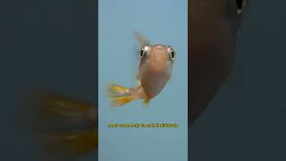 Meet the Pea Puffer — Worlds Smallest Puffer Fish [upl. by Casilda]