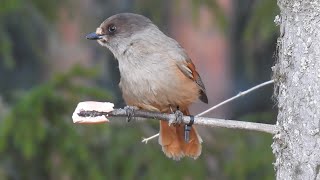 Siberian Jay Lavskrika Ockelbo Sweden [upl. by Picardi]