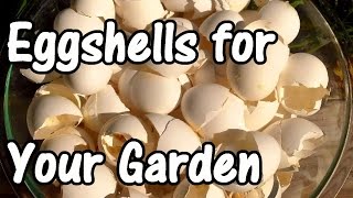 2 Min Tip How We Use Eggshells in Our Garden Eggshell Calcium [upl. by Chloras]