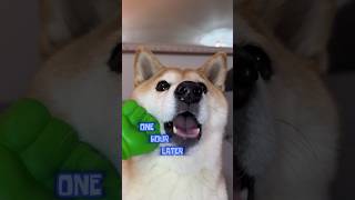 Chipi Chipi Chapa Chapa ULTIMATE MEME MASHUP 2 doge memes spongebob [upl. by Neelyam719]