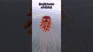 Lions Mane Jellyfish  Size Comparison shorts animation [upl. by Tigirb]