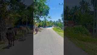 மட்டக்களப்பு❤️❤️batticaloa travel pkvlogstamil tamil [upl. by Ahc]