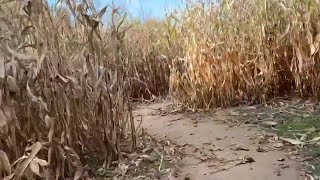 Corn Maze at Three Cedars Farm on Live In The D [upl. by Heffron716]