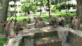 Monkeys Fighting With other groups II Langur Monkey Fight and Sounds [upl. by Jordon]