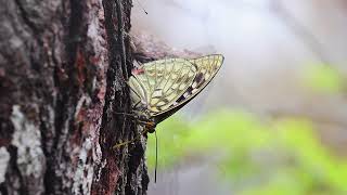 大紫蛺蝶 Sasakia charonda formosana [upl. by Heppman]