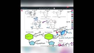 محاضرة Purine and Pyrimidine Metabolism 1 DrAhmed Abdullah [upl. by Noyr]