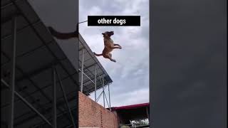 Other Dogs VS My Potato Dog PS no potatoes where hurt in the making of this video frenchie frenc [upl. by Yssor]