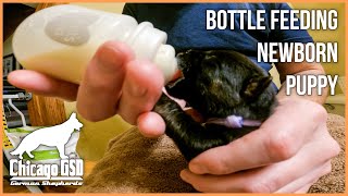 Bottle Feeding Newborn Puppies How To Stimulate Puppy To Poop and Pee with 3 Day Old German Shepherd [upl. by Cherise]