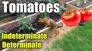 Best Tomatoes to Plant in Home Garden [upl. by Opportina]