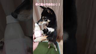 （甘）酒で乾杯っ！豆柴 柴犬 shibainu [upl. by Walston]