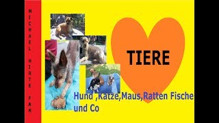 SOMMER Frisuren der Trend 2018 der arme Hunde oder doch nicht [upl. by Ahsirtal777]