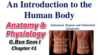 An introduction to the human body  Abdominal regions amp quadrants amp its organs  AampP by Tutor [upl. by Lerred557]