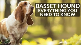 BASSET HOUND 101 Everything You Need To Know About Owning A Basset Hound Puppy [upl. by Leirej]