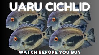 WATCH THIS BEFORE you buy an UARU CICHLID [upl. by Nylinej378]