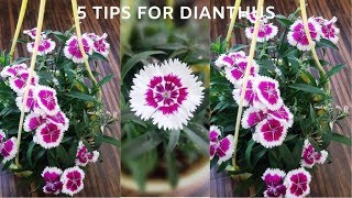 5 tips for Dianthus  How to care for Dianthus  Dianthus not flowering  winter flower plant [upl. by Nolat]