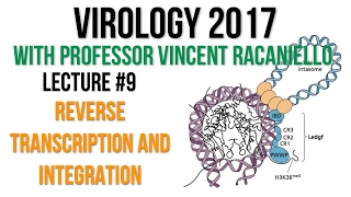 Virology Lectures 2017 9 Reverse Transcription and Integration [upl. by Octavie]