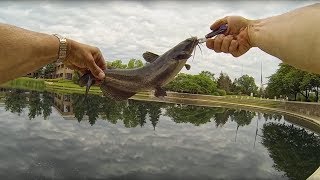 Catfish on a Whopper Plopper [upl. by Gnivri]