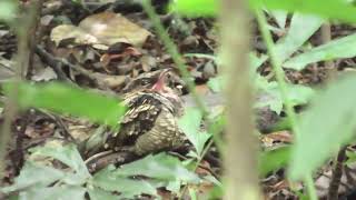 The Endemic Philippine Nightjar Roosting for the Day [upl. by Atinuahs]