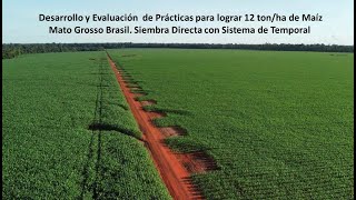 Atider Avances en el desarrollo del maíz en mato grosso al 26032024 ya el cultivo en floración [upl. by Aremihc868]