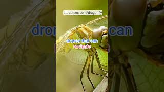 Dragonflies and Technology Nature’s Inspiration for Drone Design Dragonflies shortvideo [upl. by Theodora624]