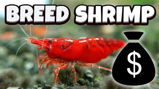 How to Breed Shrimp  A full guide [upl. by Dearden]