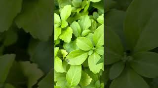 JAPANESE PACHYSANDRA PACHYSANDRA TERMINALIS CARPET BOX JAPANESE SPURGE evergreen perennial [upl. by Nireil]