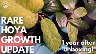 Hoya growth  1 year update of my rare Hoya unboxing  Plant with Roos [upl. by Ennairrac]