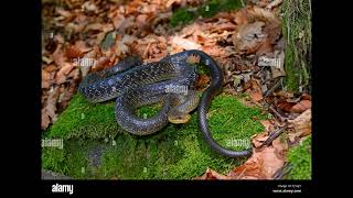 Aesculapian Snake [upl. by Seppala796]