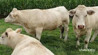 Visiting french Charolais farmers FRANCE [upl. by Edgell]