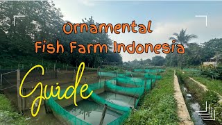 Ornamental Fish Farming in Indonesia  Aquatic House  🇵🇰🇮🇩 [upl. by Haizek446]