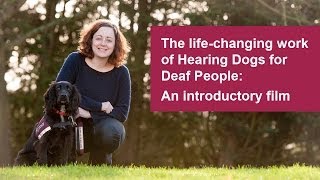 The lifechanging work of Hearing Dogs for Deaf People [upl. by Oniotna]