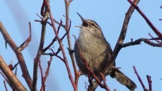 Bewicks Wren [upl. by Nnek]