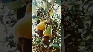 🌳 cashew nut tree👈benifits of cashew shortvideos  food tamil interestingfacts 💛💚 [upl. by Helbon]