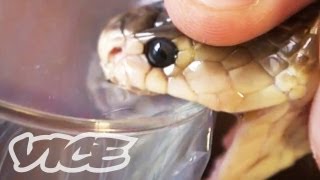 Getting High Injecting Snake Venom [upl. by Yelekreb898]