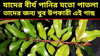 চেনা গাছের অজানা কাজ  কোথায় আছে খোঁজ করুন এই শক্তিশালী গাছpeter krimi theke mukti pete dalim gach [upl. by Enelrac]