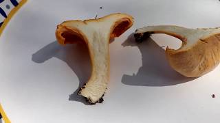 THE TENT Help needed Mushroom identification Chanterelle [upl. by Leitao]