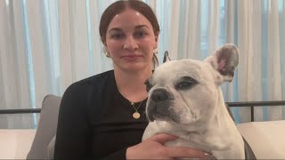 Resident Mistakes Screaming French Bulldog for Neighbor [upl. by Lacsap]