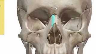 Facial Bones  Bones of Skull 2 of 2  عظام الجمجمة  Hassan Auf [upl. by Dupaix]