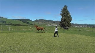 Groundwork for horses  first stage to breaking in a horse [upl. by Darbee906]