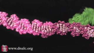 Mechanism of Recombination [upl. by Jory]