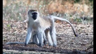 Vervet Family close ups [upl. by Sillek960]