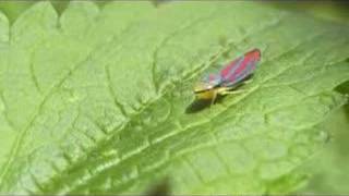 Leafhopper Strut [upl. by Kcirneh]