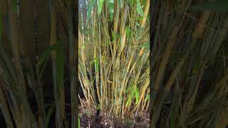 Dividing Borinda papyrifera CS1046  The Blue Bamboo [upl. by Crenshaw]