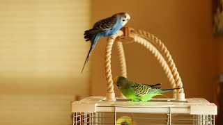 Two parakeets enjoying life as senior citizens [upl. by Azeret]