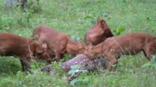 Indian Wildlife  Wild Dogs [upl. by Aisor]