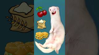 The Hidden Dangers in Food for Ferrets [upl. by Nnylatsyrc]