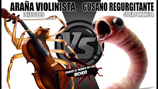 ARAÑA VIOLINISTA VS GUSANO REGURGITANTE [upl. by Files]